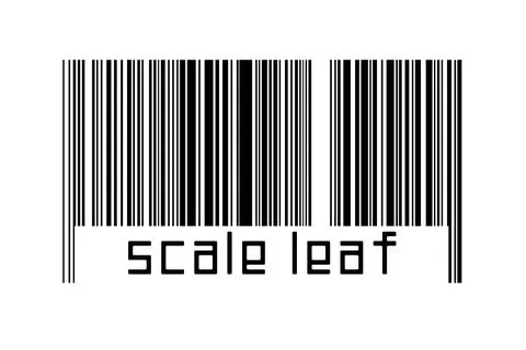 Digitalization concept. Barcode of black horizontal lines with inscription sc Illustrazione stock