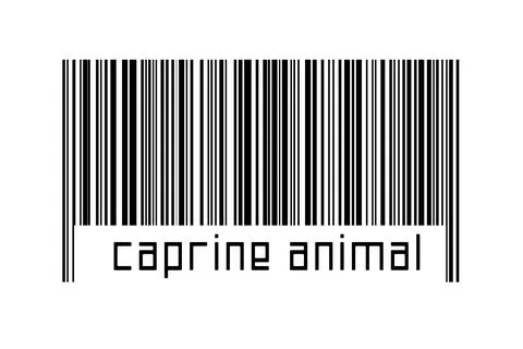 Digitalization concept. Barcode of black horizontal lines with inscription ca Stock-Fotos