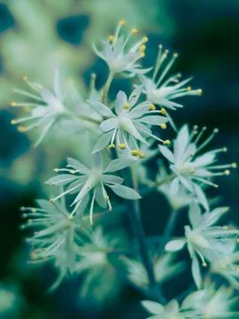 Digitally enhanced botanical texture of OSTRYA VIRGINIANA flowers – cyan tones Stock Photos