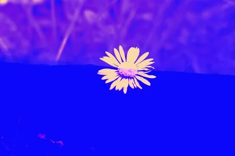 Digitally enhanced minimalistic artwork featuring a single daisy flower blooming Stock Photos