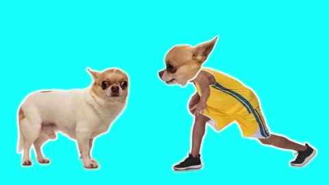 Digitally generated. 4K Minimal animation motion design. Funny dog Stock Footage 159136201