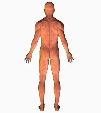 Digitally generated image of human representation Stock Illustration
