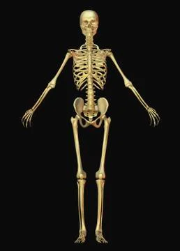 Digitally generated image of human skeleton Stock Illustration