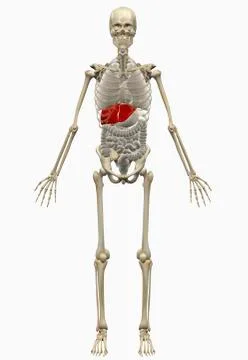 Digitally generated image of human skeleton Stock Illustration