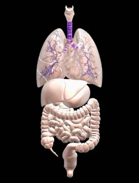 Digitally generated image of inner human organs Stock Illustration