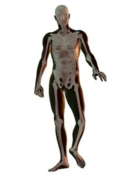 Digitally generated image of walking human representation with human skeleton Stock Illustration