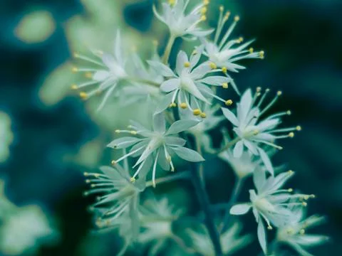 Digitally generated macro texture of OSTRYA VIRGINIANA flower – cyan calm Stock Photos