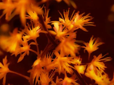 Digitally generated macro texture of OSTRYA VIRGINIANA – fiery floral flare Stock Photos