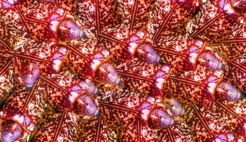 Digitally generated seamless background pattern Foto stock