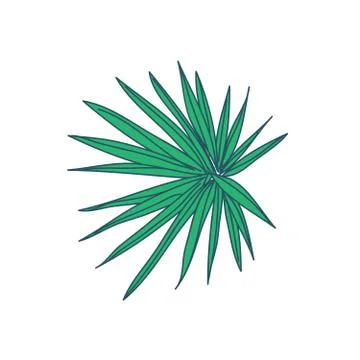 Digitate Type Tropical Leaf Hand Drawn Illustration Stock Illustration