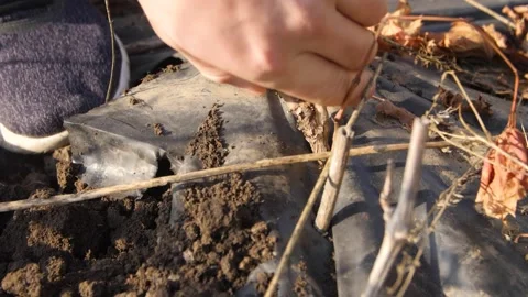 Digs Up Grape Seedlings With A Shovel. Pulls out A Plant in Slow Motion. Stock Footage 151386685