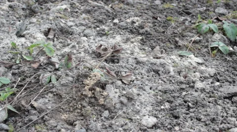 Digs A Hole In The Ground Stock-Footage 49076345