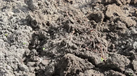 Digs Potatoes 1 Stock Footage 49075277