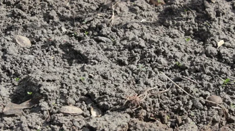 Digs Potatoes Stock Footage 49075405