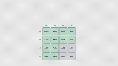 Dihybrid Cross Clean No Text Punnett Square Genetics Animation Alpha 4K Light 库存影片 339528368