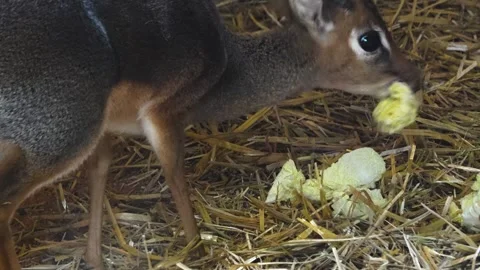 A Dik-dik antelope deer  Stock Footage 271372039