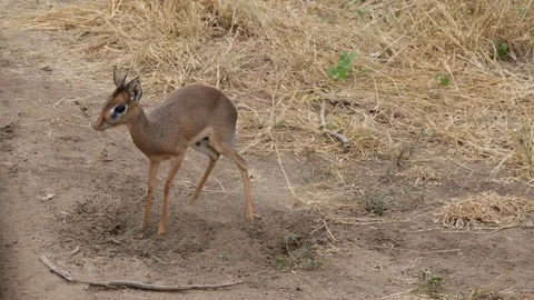 Dik-Dik Antelope Digging in Dirt | 4K Wildlife Footage Stock Footage 312202616
