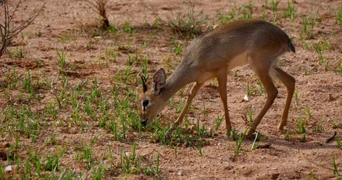 Dik Dik Antelope 스톡 동영상 60378952