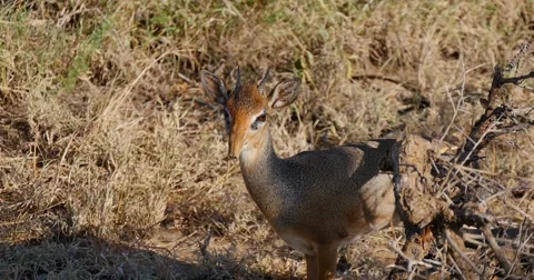 Dik Dik Antelope Stock Footage 60379272