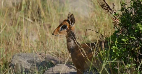Dik Dik Antelope Stock Footage 60380483