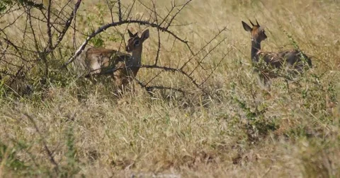 Dik Dik Antelope Video stock 60381520