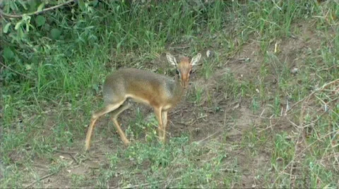 Dik dik grazing Stock Footage 618391