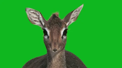 Dik-dik head close-up portrait isolated on green background. Video stock 342281615