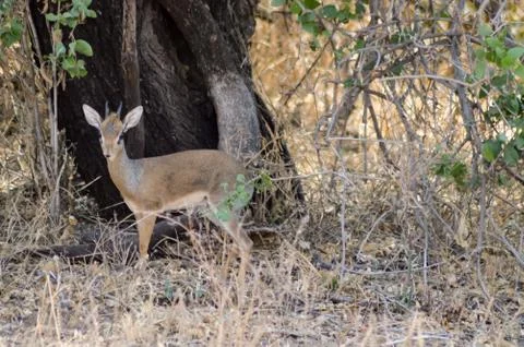 Dik dik with an interrogative look Stock Photos