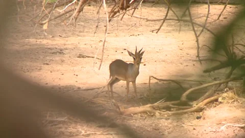 Dik dik looks at camera Vídeos de archivo 168323734