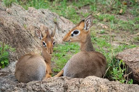 Dik Dik pair of small antelopes rest in the Serengeti National Park Tanzania Stock Photos