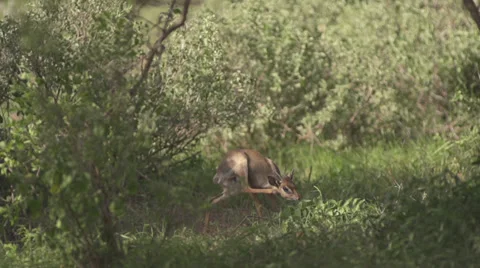 Dik dik scratching ear  Stock Footage 33529895