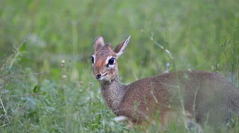 Dik dik the smallest antelope Stock Footage 65511901