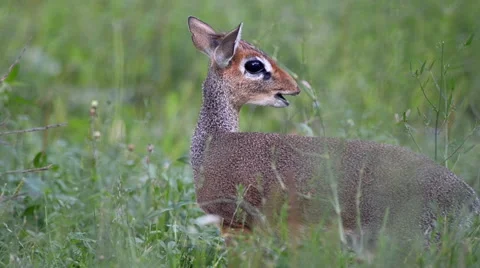 Dik dik the smallest antelope Stock Footage 65511993