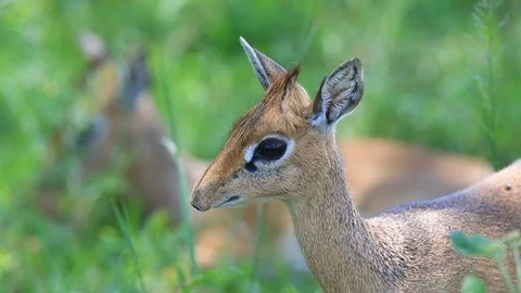 Men etuk ayolning ogzida tugatdim.
