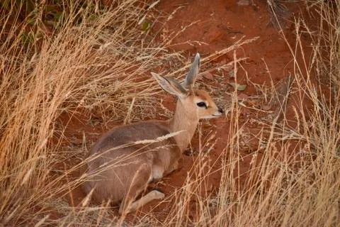 DIKDIK Stockfoto's
