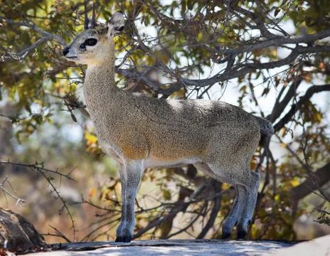 DikDik Stock Photos