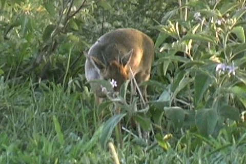 Dikdik Tarangire Stock Footage 126015
