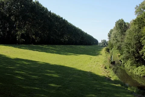 Dike sheeps, Rotterdam. Timelapse. Video stock 108547539