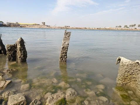 Dilapidated pier posts in shallow water with green algae Stockfoto's