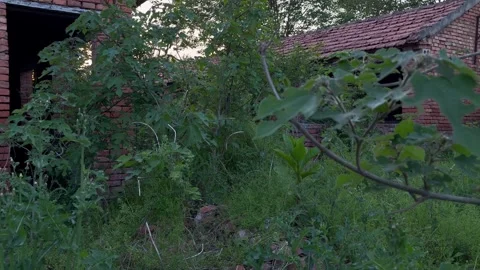 Dilapidated Rural Pig Barn behind Broken Brick Wall Panning Stock Footage 333939579