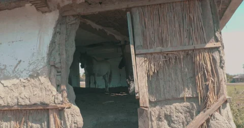 Dilapidated Stable for Horses Stock Footage 161905241