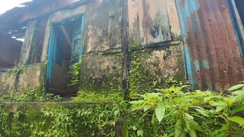 A dilapidated structure surrounded by dense, overgrown vegetation Foto stock