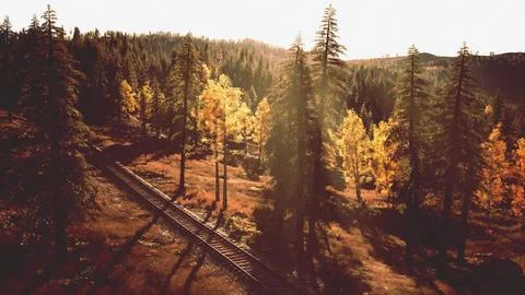 Dilapidated train tracks weaving through a forest of spruce trees at dusk Stock Illustration