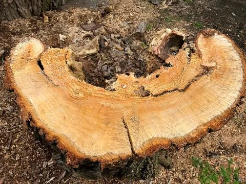 A dilapidated tree stump. Stock Photos