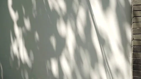 Dilapidated Wall with Plants Light and Shadow Real Shot 4K Video stock 319827464