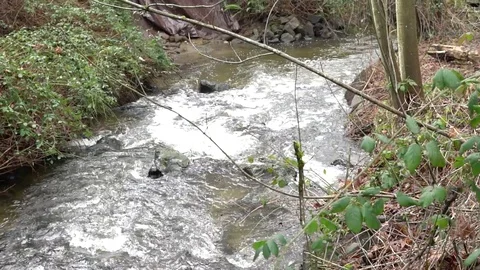 DilapidatedRiver 1080 動画素材 84921276