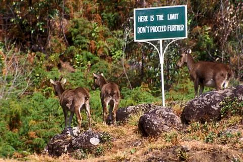 In Dilemma Stock Photos