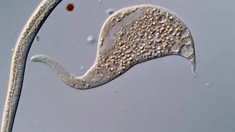 Dileptus and Ciliate under microscope view 400x 库存影片 310386905