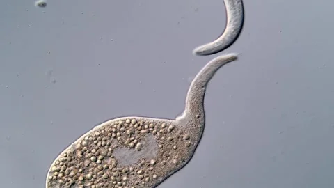 Dileptus Ciliate and nematode under DIC microscope view 스톡 동영상 310501148