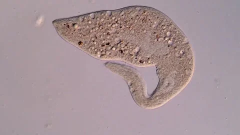 Dileptus Ciliate 库存影片 310644874